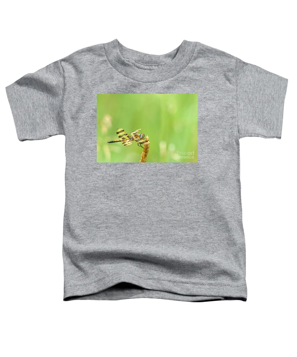Halloween Penant Dragonfly Toddler T-Shirt featuring the photograph Halloween in the Summer by Cheryl Baxter