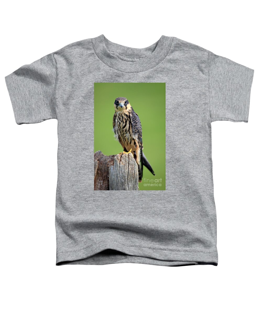 Eurasian Hobby Toddler T-Shirt featuring the photograph Hobby Falcon by Sohns/Okapia