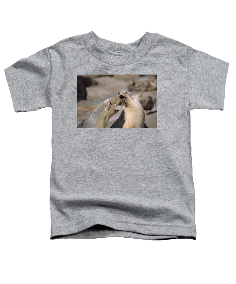 Feb0514 Toddler T-Shirt featuring the photograph Hookers Sea Lion Females Fighting by Tui De Roy