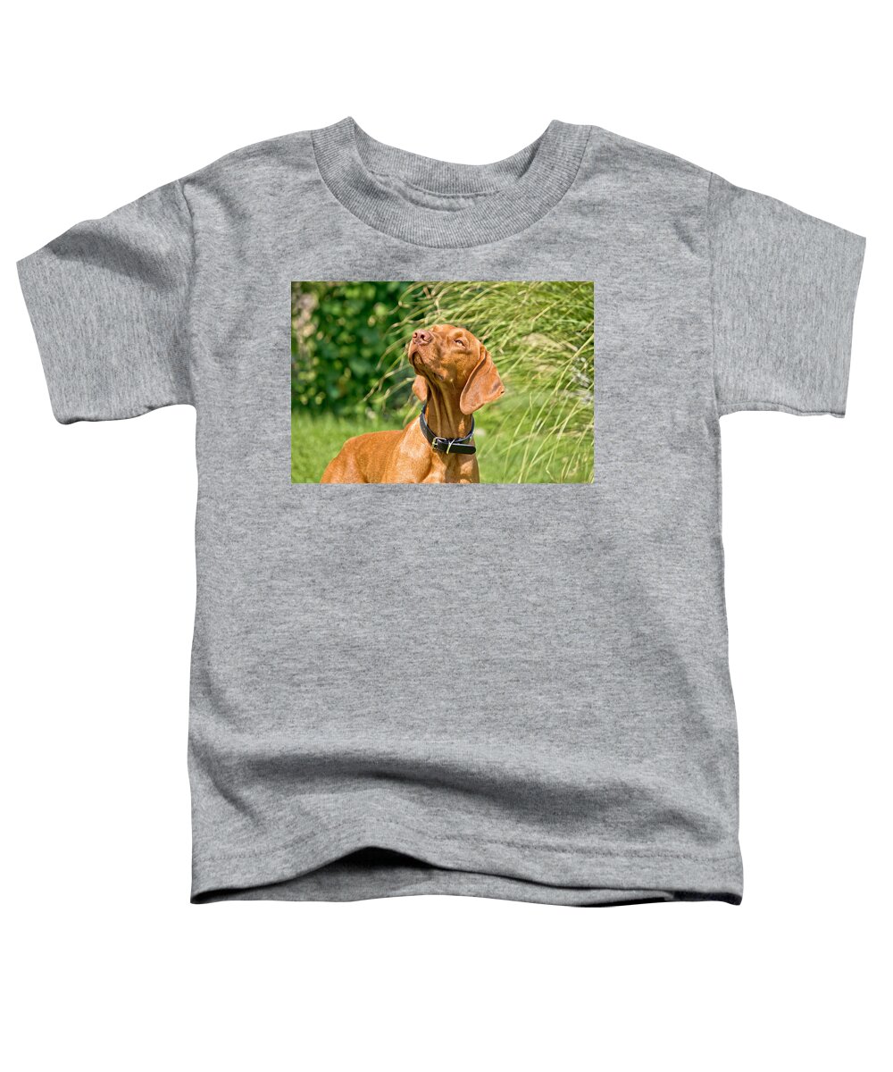 Dog Toddler T-Shirt featuring the photograph Hungarian vizsla hungarian pointer posing II by Brch Photography