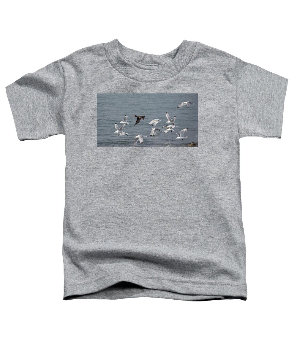 Gulls Toddler T-Shirt featuring the photograph I Don't Think They'll Notice Me by Jim Cook