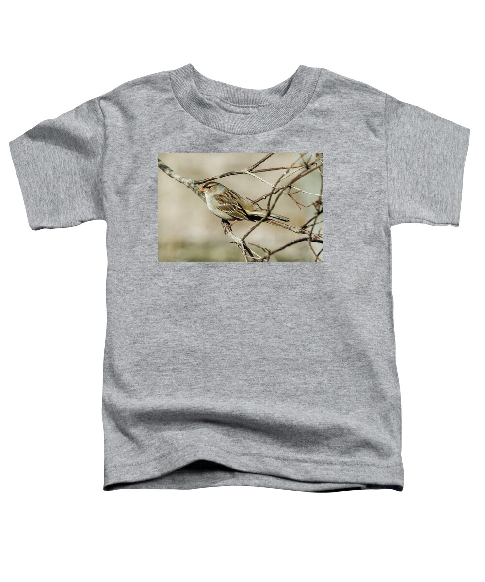 Sparrow Toddler T-Shirt featuring the photograph Immature White-Crowned Sparrow by Holden The Moment