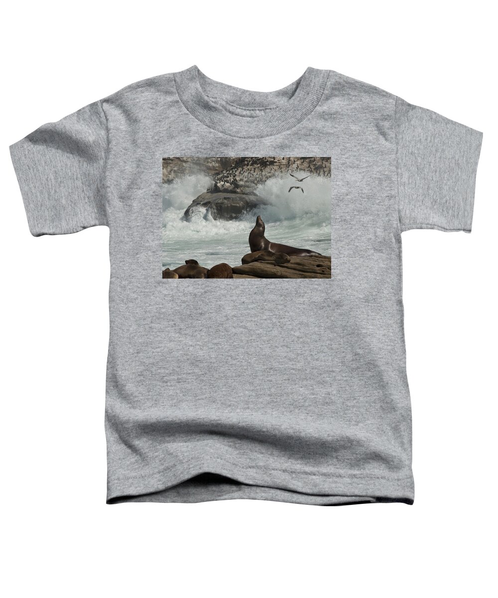 Sea Lions Toddler T-Shirt featuring the photograph LaJolla Surf n Nature Preserve by Daniel Hebard