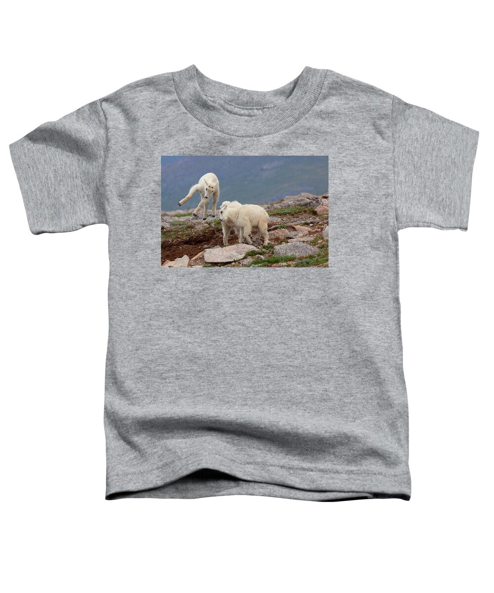 Mountain Goats; Posing; Group Photo; Baby Goat; Nature; Colorado; Crowd; Baby Goat; Mountain Goat Baby; Happy; Joy; Nature; Brothers Toddler T-Shirt featuring the photograph Landing Pattern by Jim Garrison