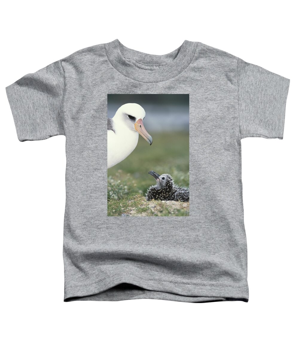 Feb0514 Toddler T-Shirt featuring the photograph Laysan Albatross Guarding Young Chick by Tui De Roy