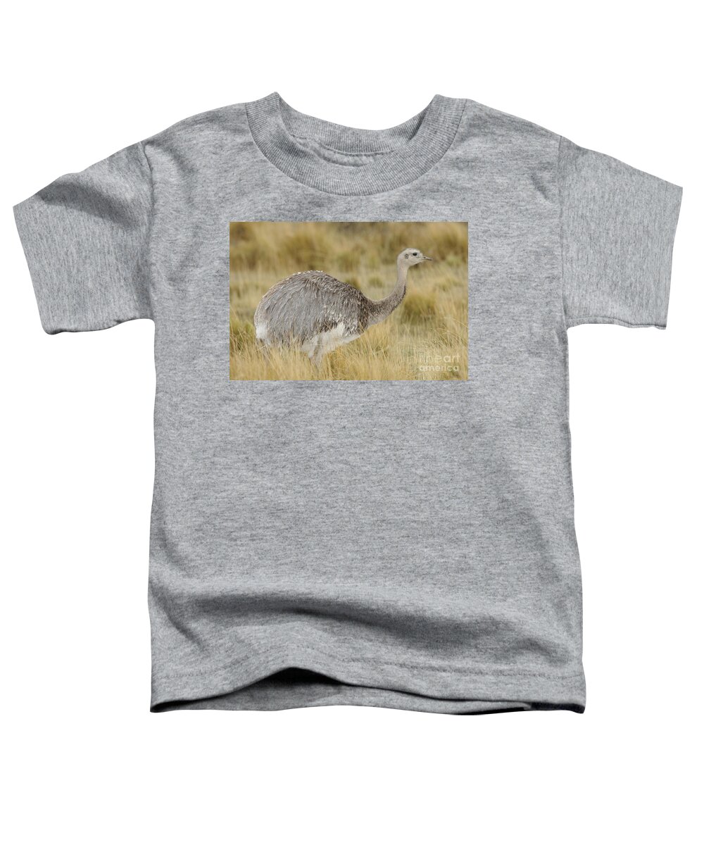 Chilean Fauna Toddler T-Shirt featuring the photograph Lesser Rhea by John Shaw