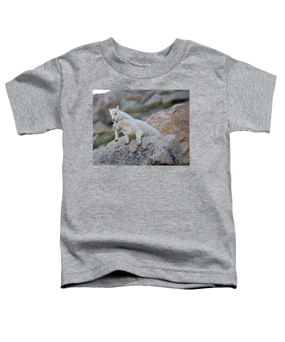 Mountain Goats Toddler T-Shirt featuring the photograph Life is a Struggle by Jim Garrison