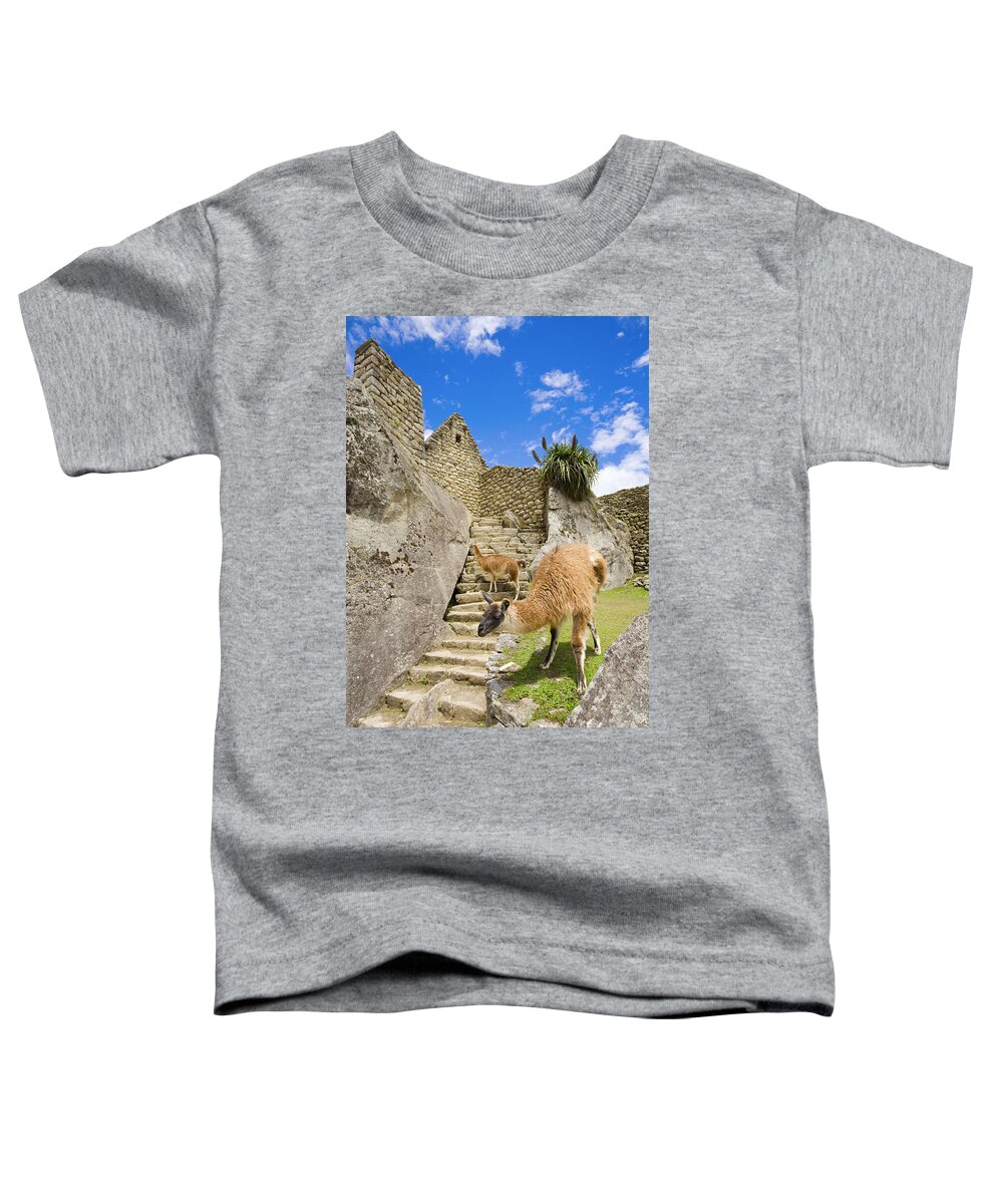 Machu Picchu Toddler T-Shirt featuring the photograph Llamas at Machu Picchu by Alexey Stiop
