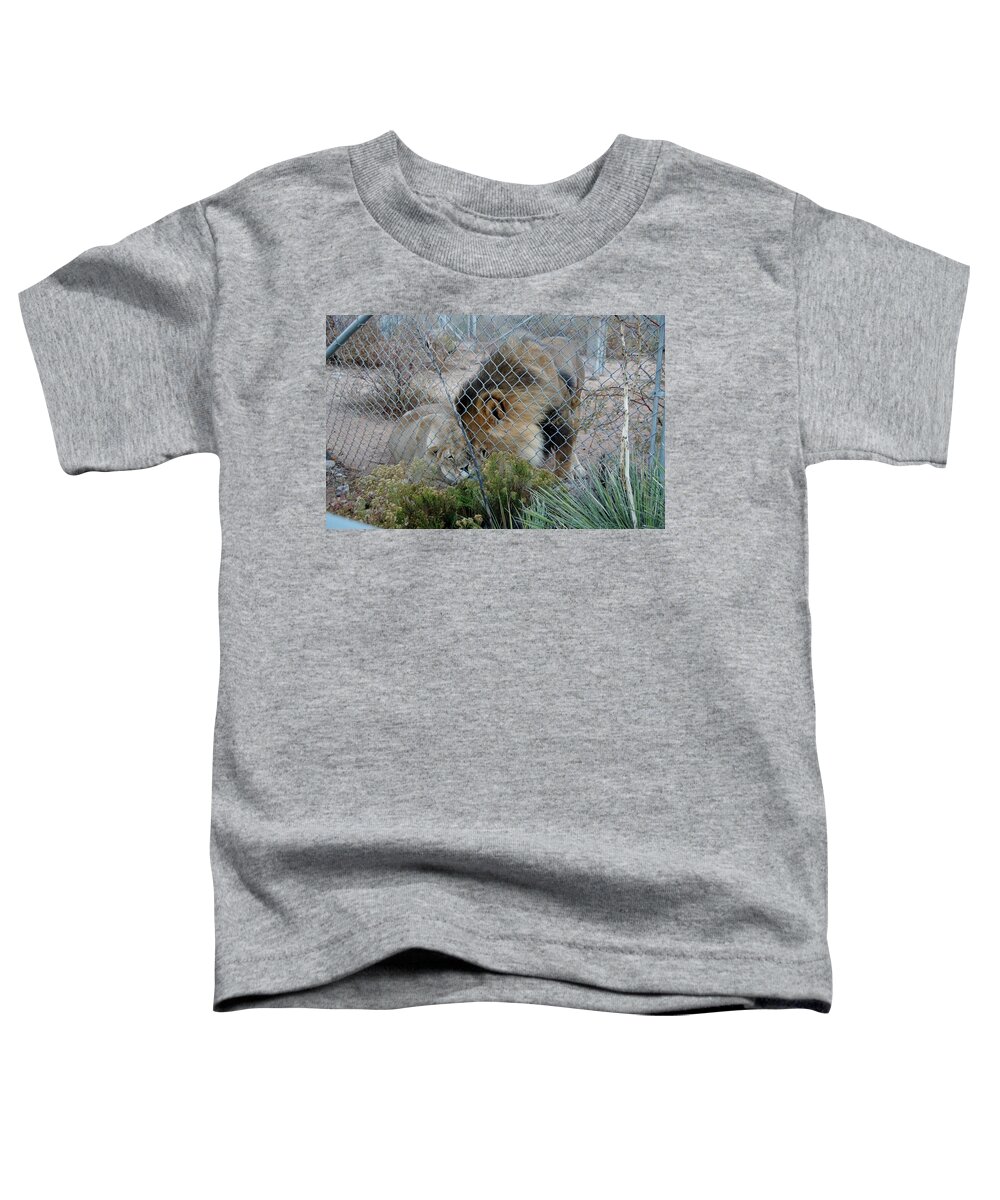 Out Of Africa Toddler T-Shirt featuring the photograph Out of Africa Lions 4 by Phyllis Spoor