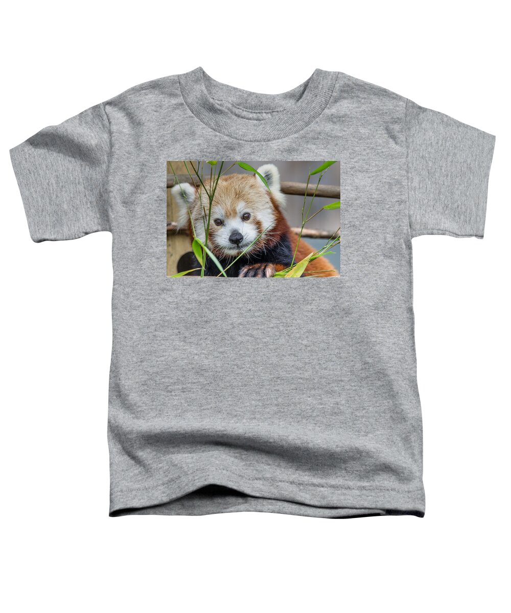 Red Panda Toddler T-Shirt featuring the photograph Portrait of Stella by Greg Nyquist