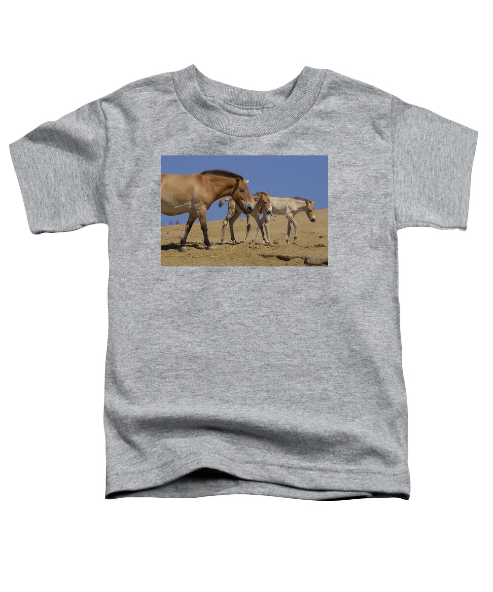 Feb0514 Toddler T-Shirt featuring the photograph Przewalskis Horse With Two Foals by San Diego Zoo