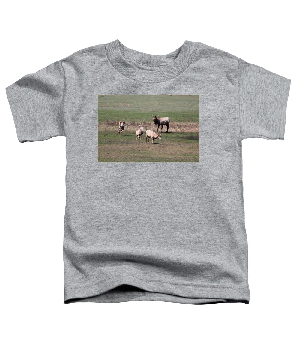 Elk Toddler T-Shirt featuring the photograph Rare Encounter by Shane Bechler