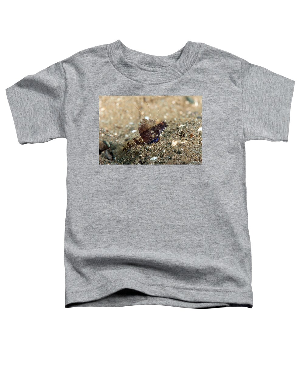 Rayed Shrimpgoby Toddler T-Shirt featuring the photograph Rayed Shrimpgoby by Andrew J. Martinez