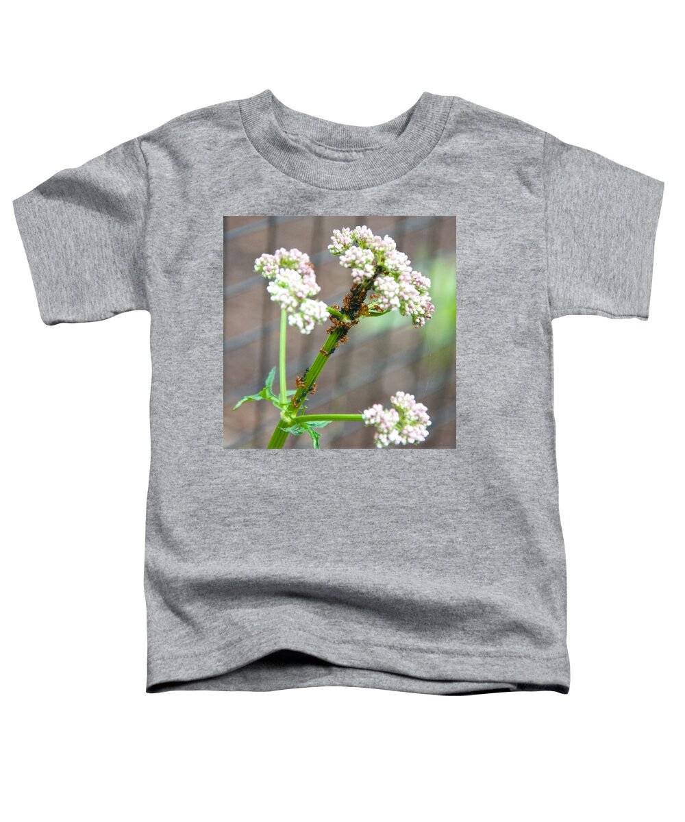 Insects Toddler T-Shirt featuring the photograph Red Ants and Valerian officinalis by Kristin Hatt