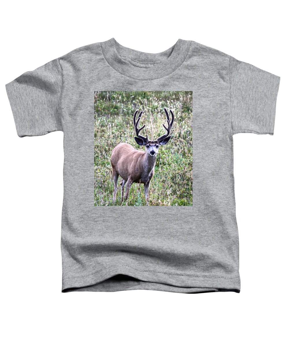 Deer Toddler T-Shirt featuring the photograph Rocky Mountain Buck by Shane Bechler