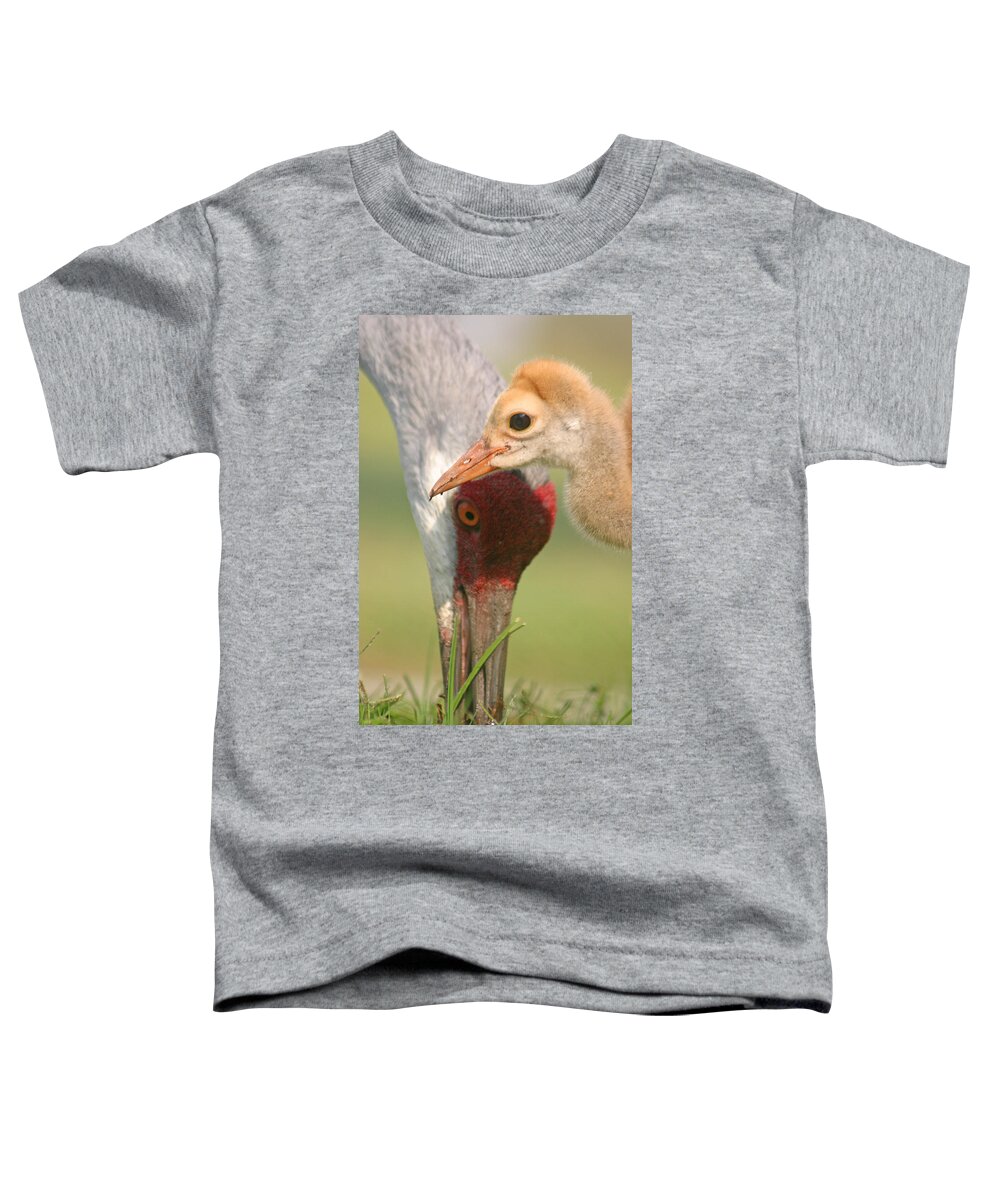 Sandhill Cranes Toddler T-Shirt featuring the photograph Sandhill Crane and Chick by Karen Lindquist