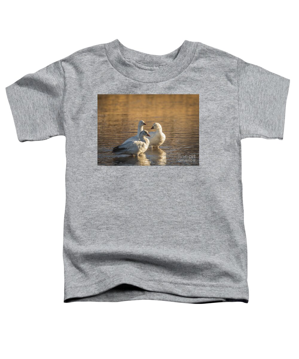 Snow Goose Toddler T-Shirt featuring the photograph Snow Geese 3 by Mitch Shindelbower