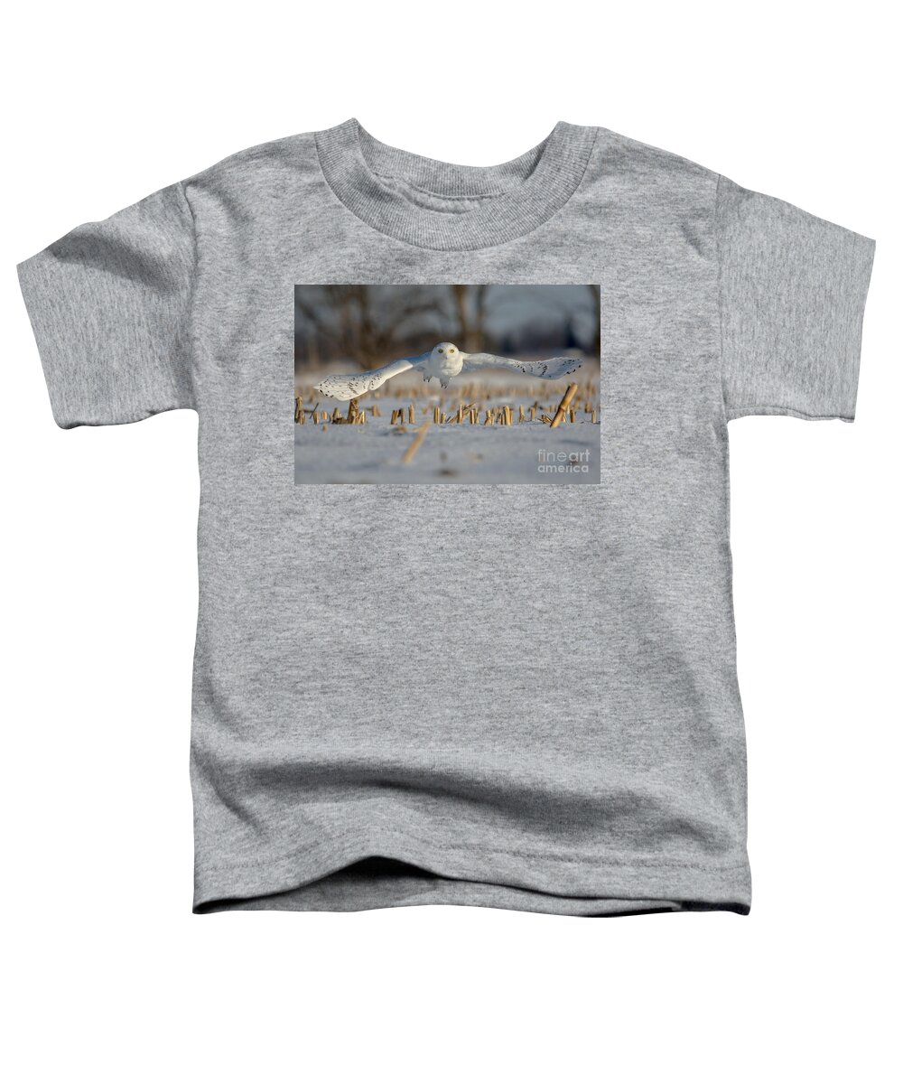 Field Toddler T-Shirt featuring the photograph Snowy Owl Wingspan by Cheryl Baxter