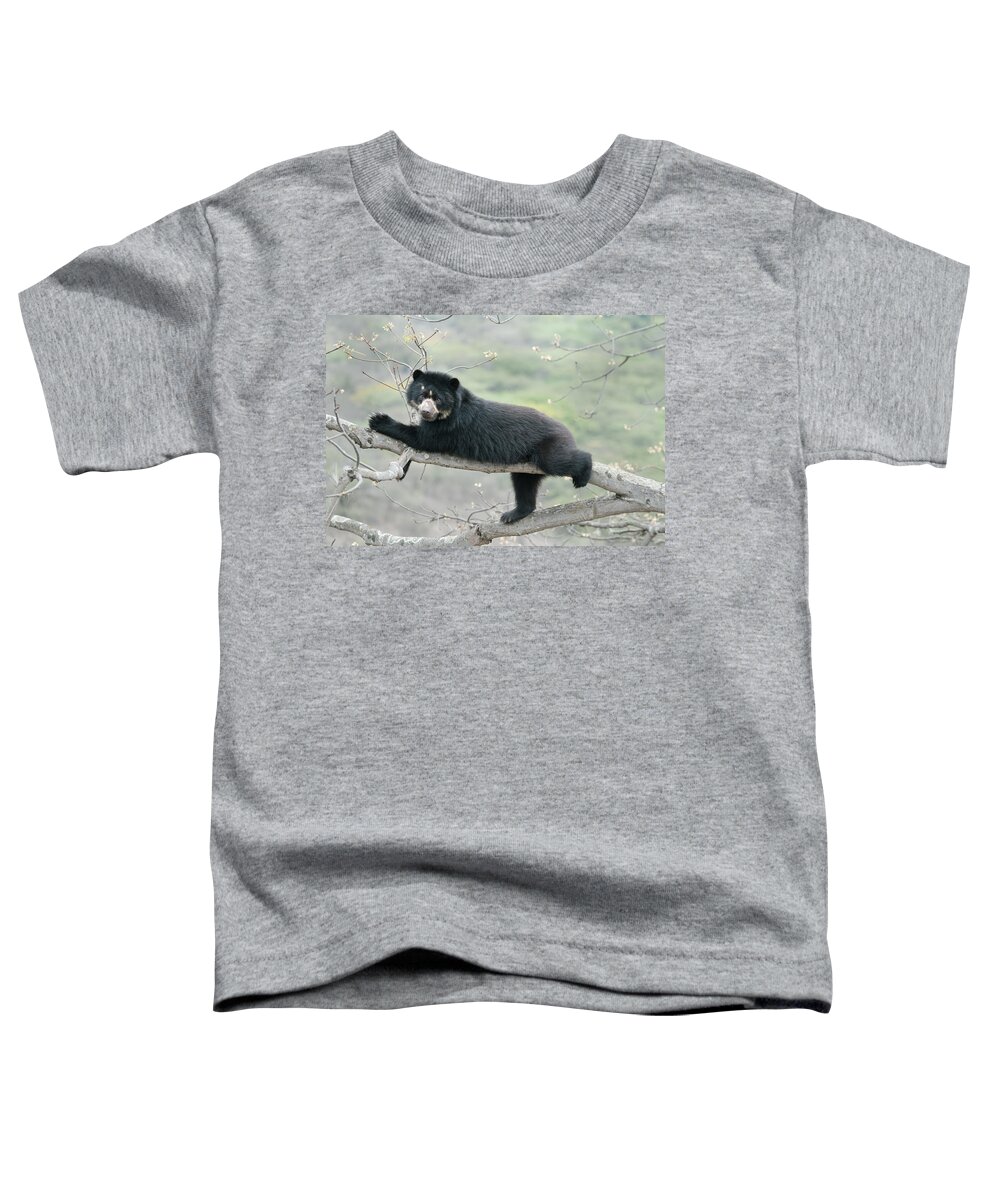 538036 Toddler T-Shirt featuring the photograph Spectacled Bear Chaparri Reserve Peru by Kevin Schafer