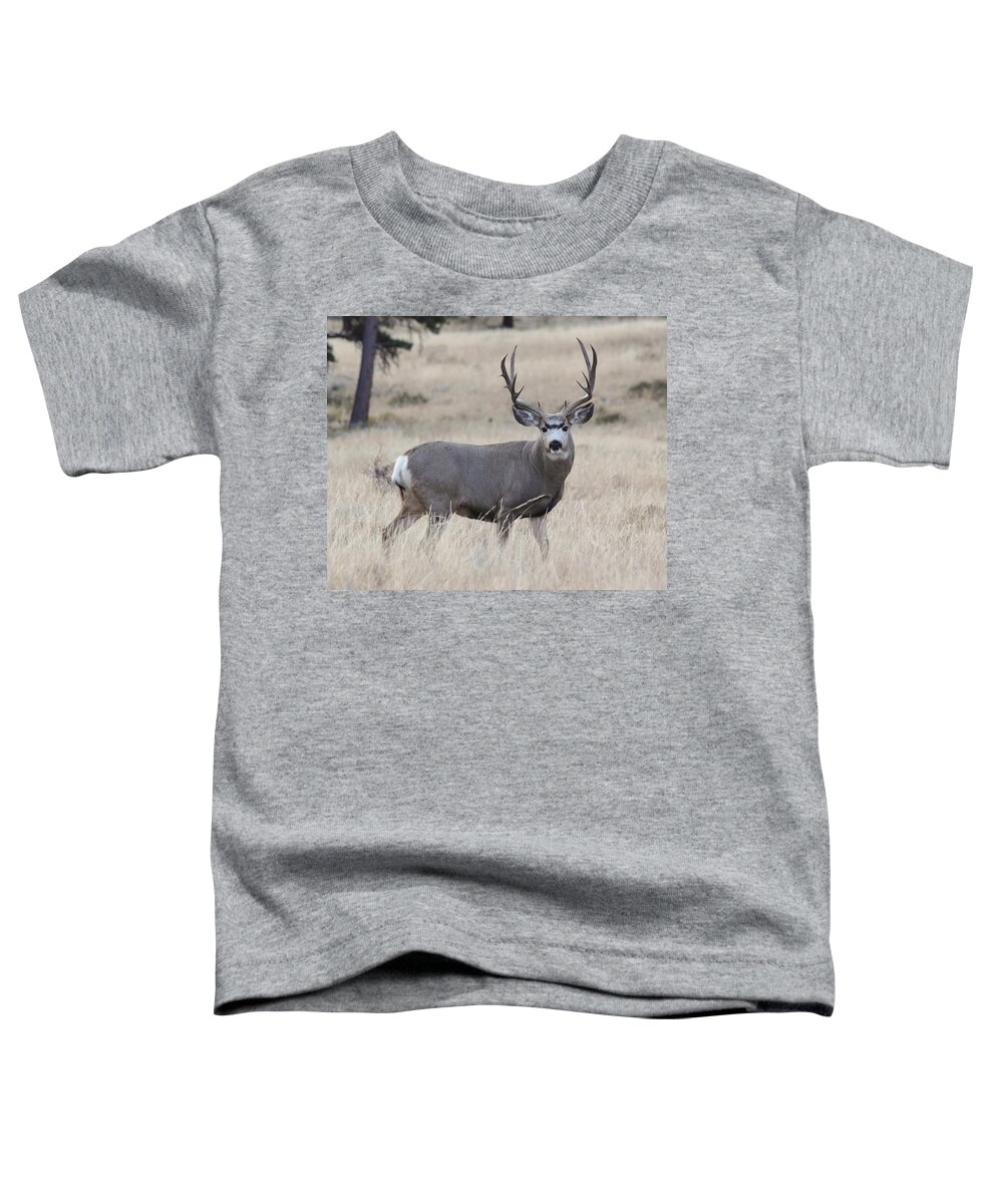 Mule Deer Toddler T-Shirt featuring the photograph Standing Proud by Shane Bechler