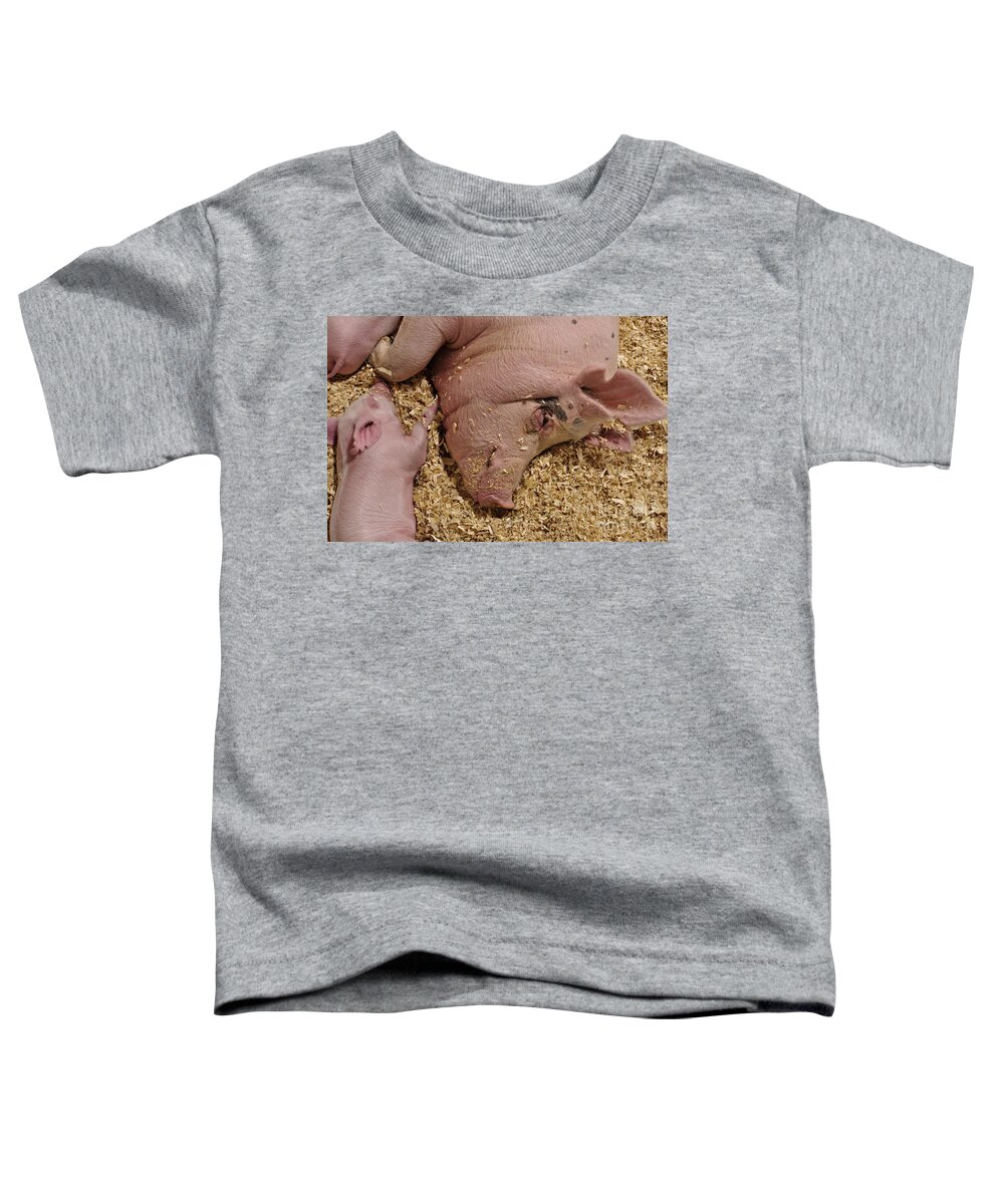 Pig Toddler T-Shirt featuring the photograph This Little Piggy by Luke Moore