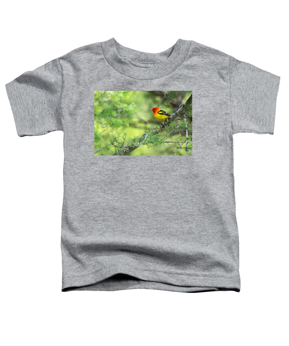 Western Tanager Toddler T-Shirt featuring the photograph Western Tanager by Max Waugh