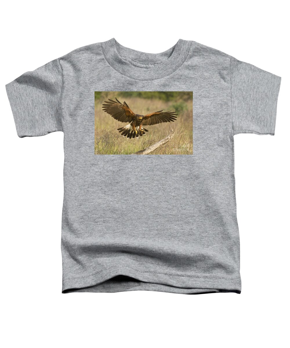 Harris Hawk Toddler T-Shirt featuring the photograph Wild Harris Hawk Landing by Dave Welling