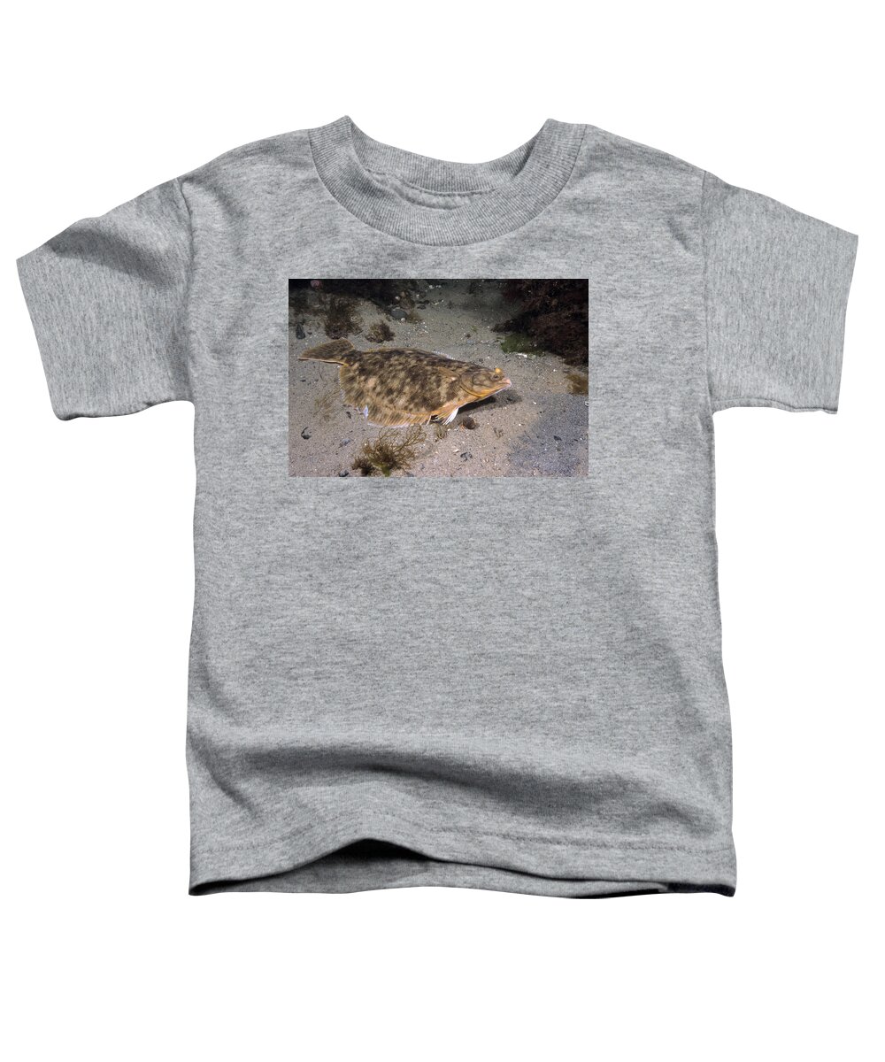 Winter Flounder Toddler T-Shirt featuring the photograph Winter Flounder by Andrew J. Martinez