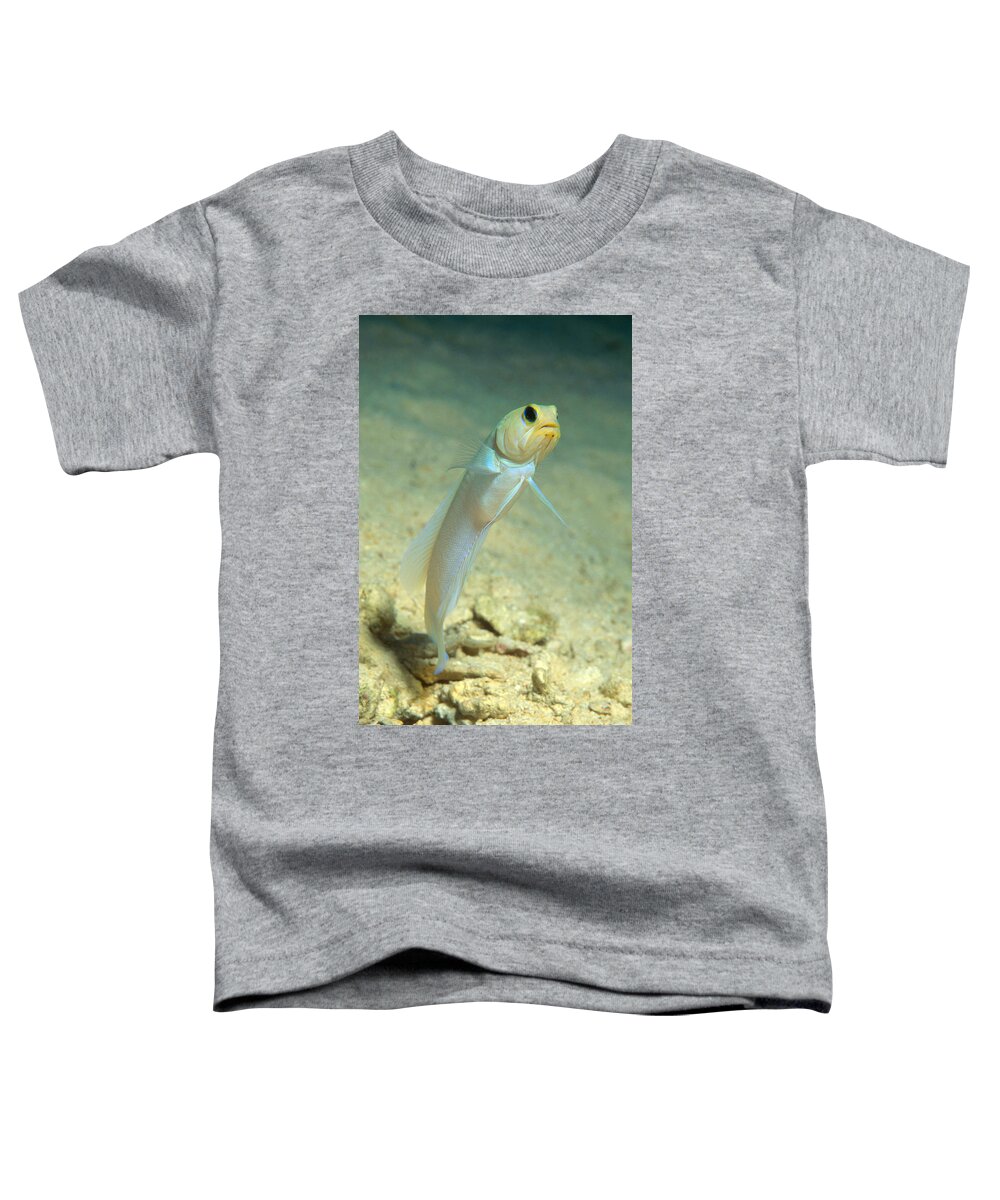 Yellowhead Jawfish Toddler T-Shirt featuring the photograph Yellowhead Jawfish by Andrew J. Martinez