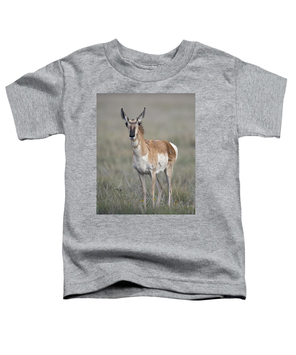 Young Doe Antelope Toddler T-Shirt featuring the photograph Young Doe Antelope by Gary Langley