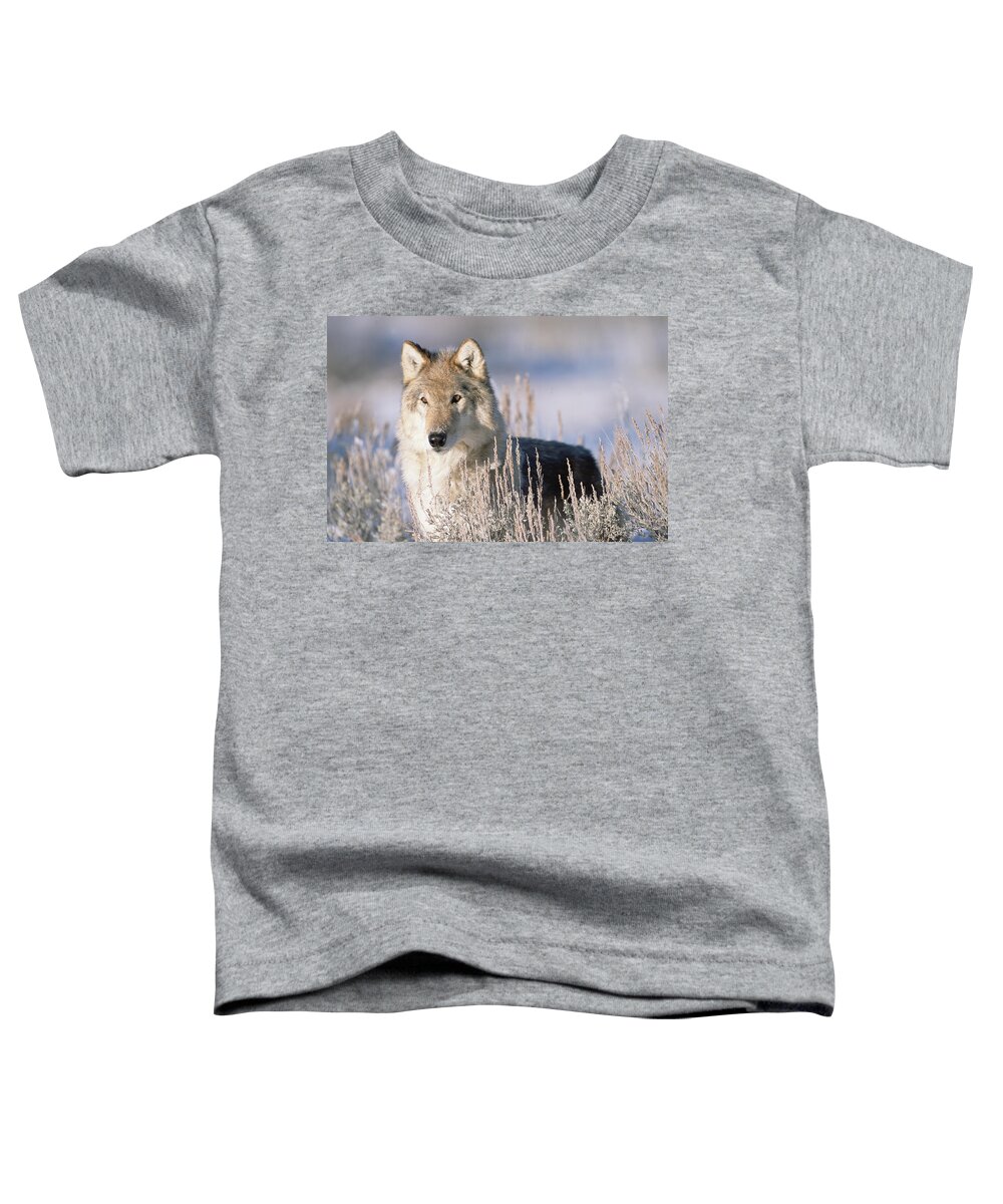 00174268 Toddler T-Shirt featuring the photograph Timber Wolf Portrait North America #1 by Tim Fitzharris