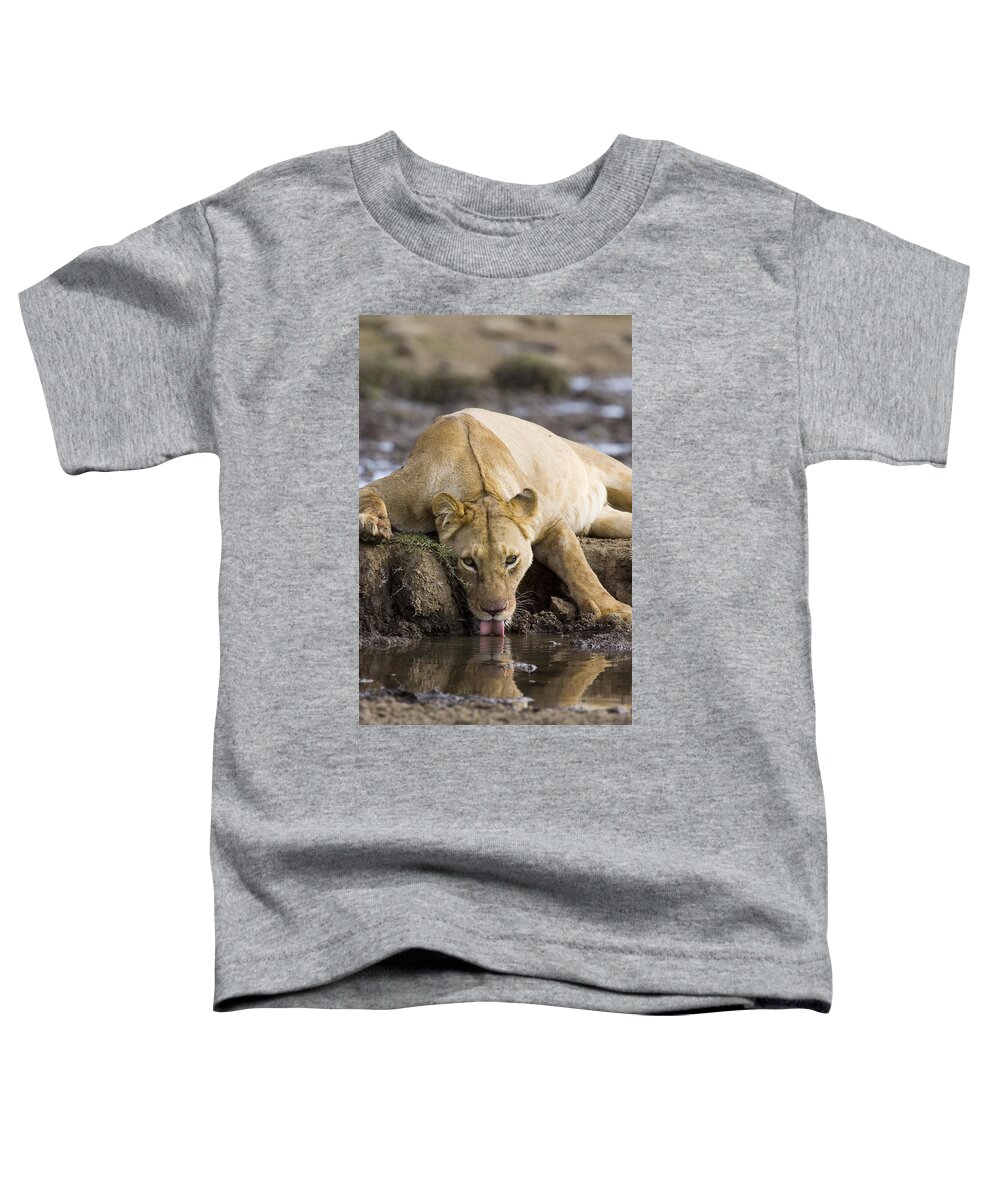 00761302 Toddler T-Shirt featuring the photograph African Lioness Drinking Masai Mara by Suzi Eszterhas