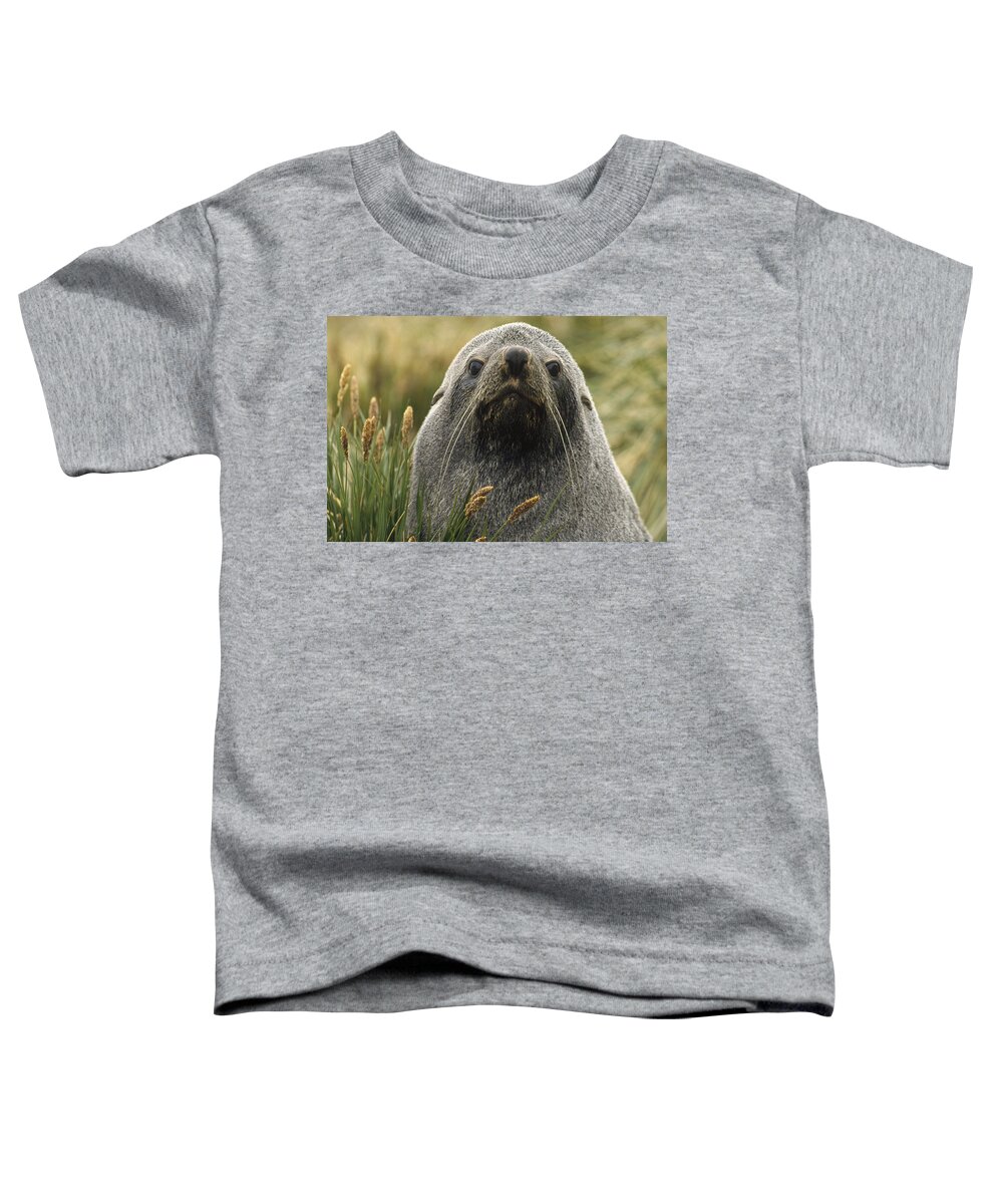 Mp Toddler T-Shirt featuring the photograph Antarctic Fur Seal Arctocephalus by Gerry Ellis