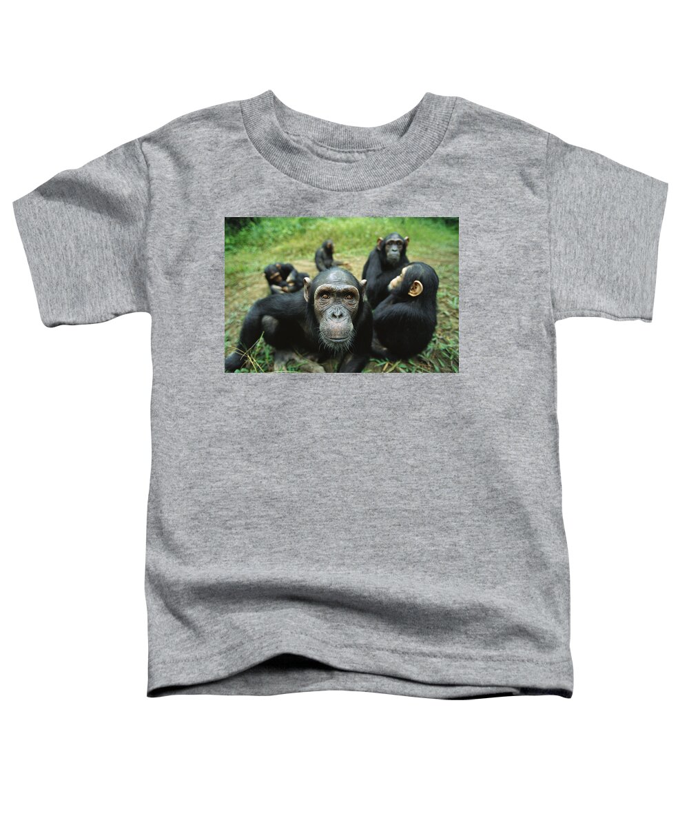 Mp Toddler T-Shirt featuring the photograph Chimpanzee Pan Troglodytes Female by Cyril Ruoso