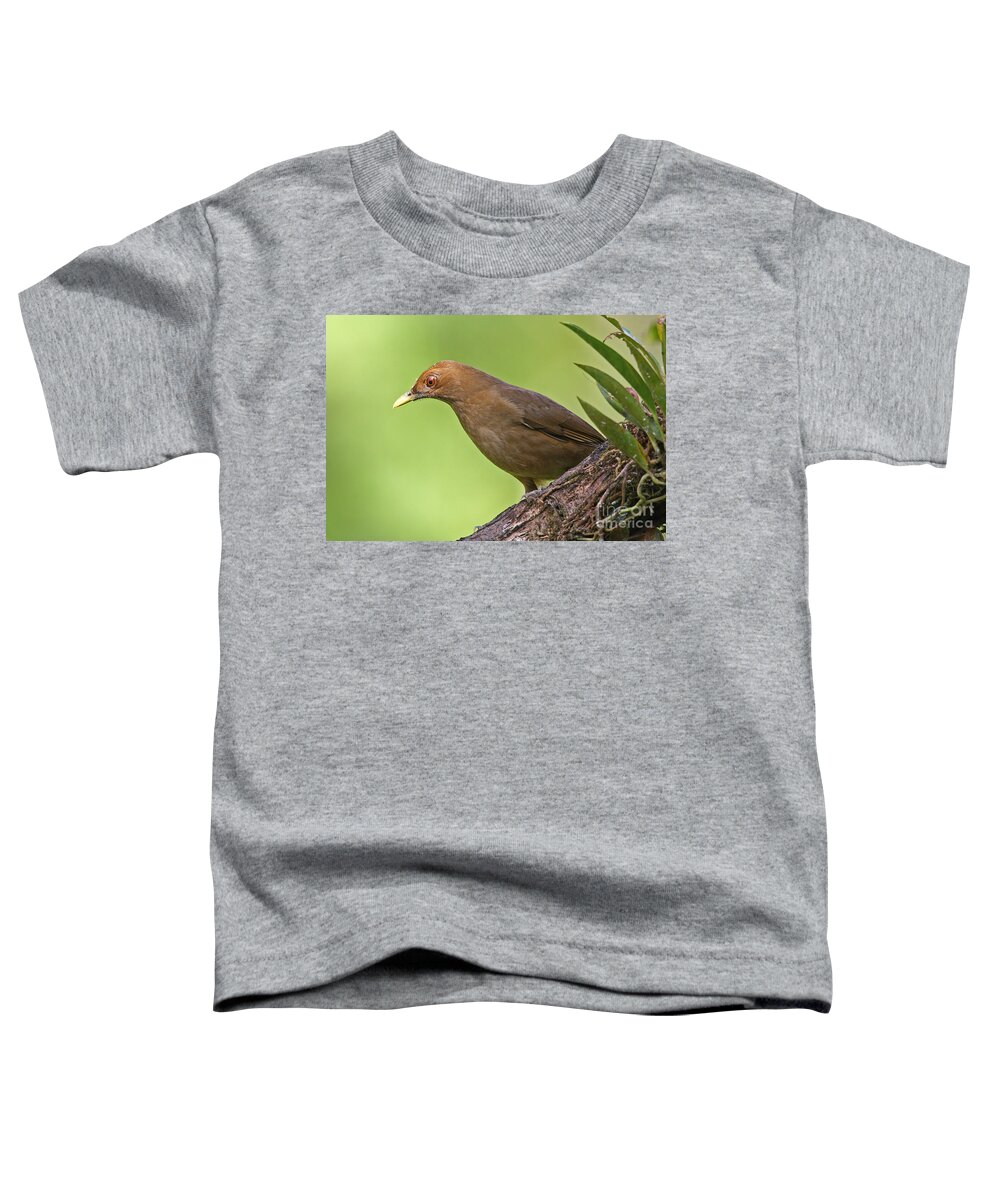 Bird Toddler T-Shirt featuring the photograph Clay-colored Thrush by Jean-Luc Baron