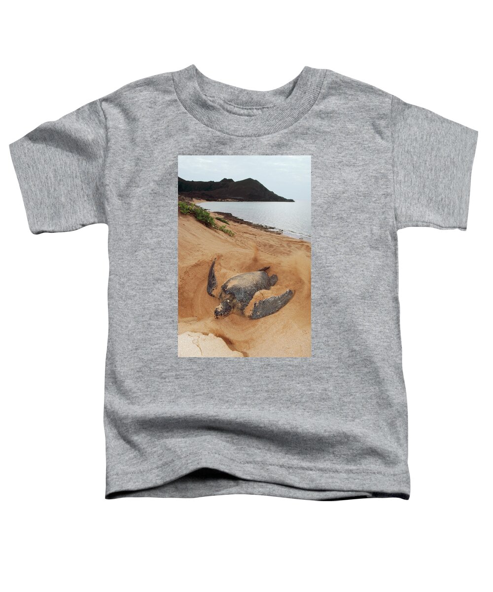 Mp Toddler T-Shirt featuring the photograph Green Sea Turtle Chelonia Mydas Female by Tui De Roy