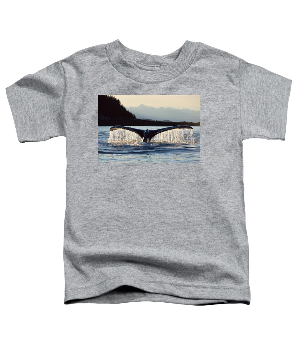 Mp Toddler T-Shirt featuring the photograph Humpback Whale Megaptera Novaeangliae by Matthias Breiter