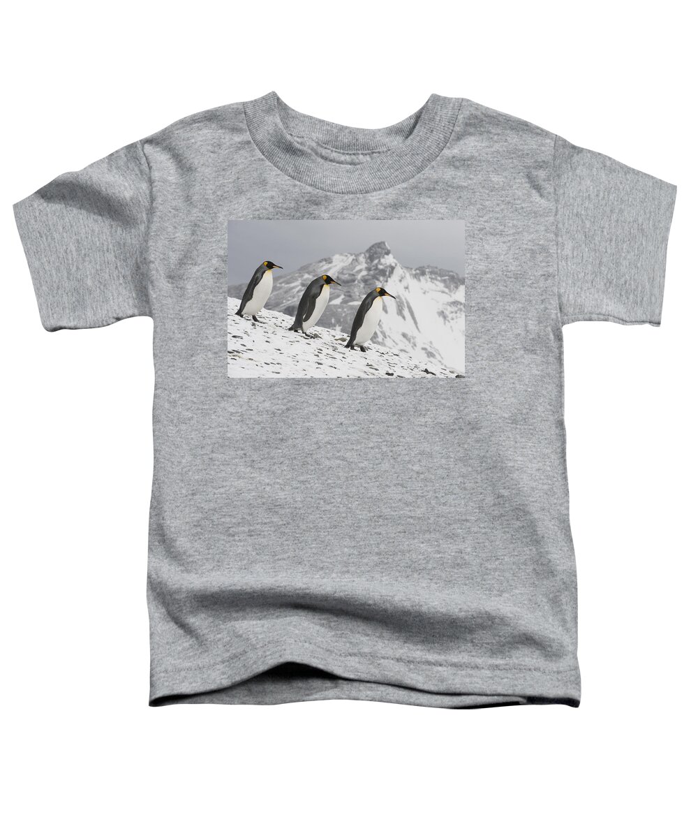 00429459 Toddler T-Shirt featuring the photograph King Penguin Trio Walking South Georgia by Flip Nicklin