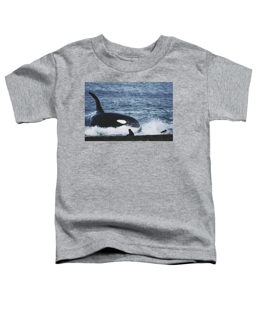 Mp Toddler T-Shirt featuring the photograph Orca Orcinus Orca Hunting South by Hiroya Minakuchi