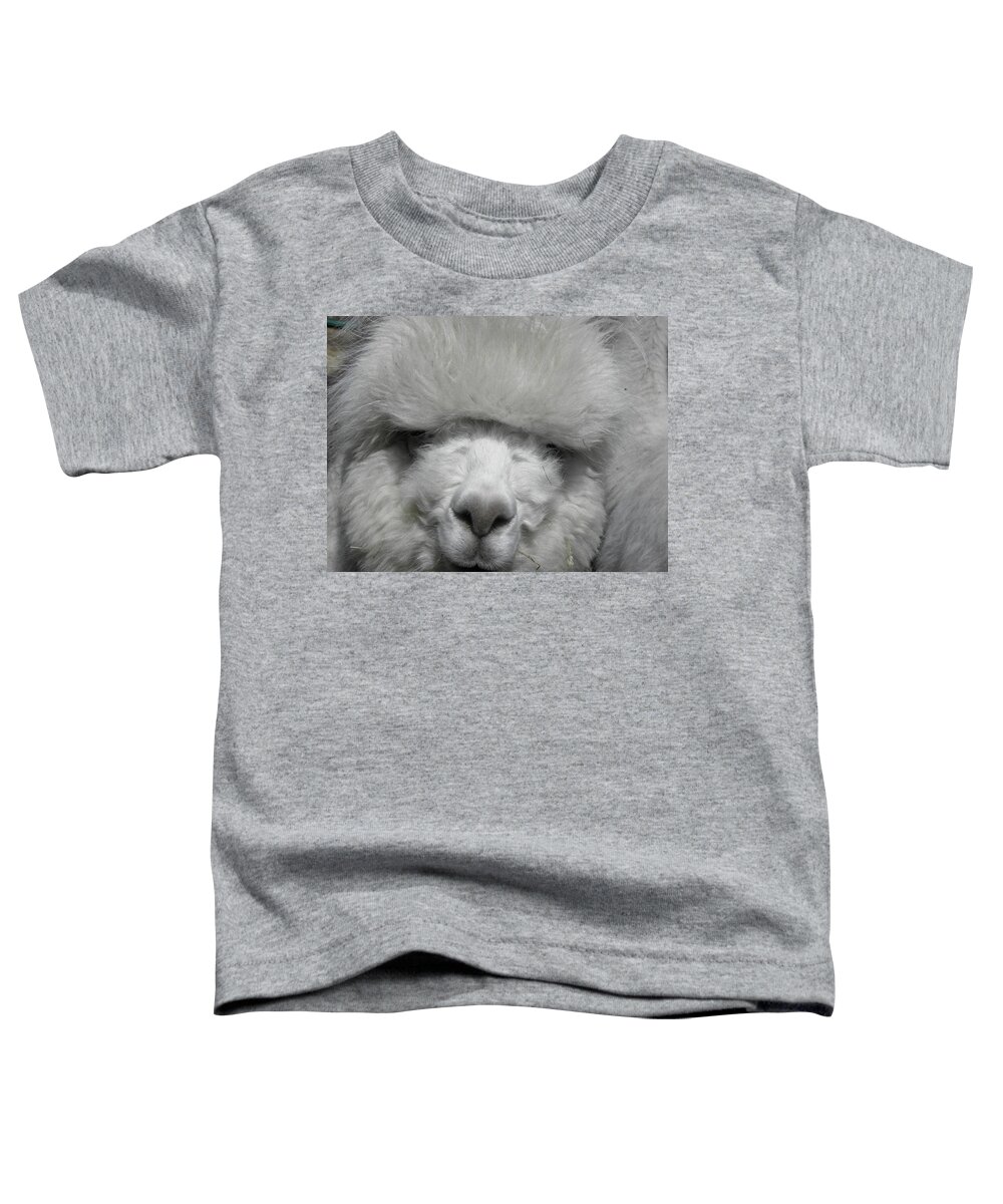 Alpaca Toddler T-Shirt featuring the photograph Powder Puff Peruvian by Kim Galluzzo Wozniak