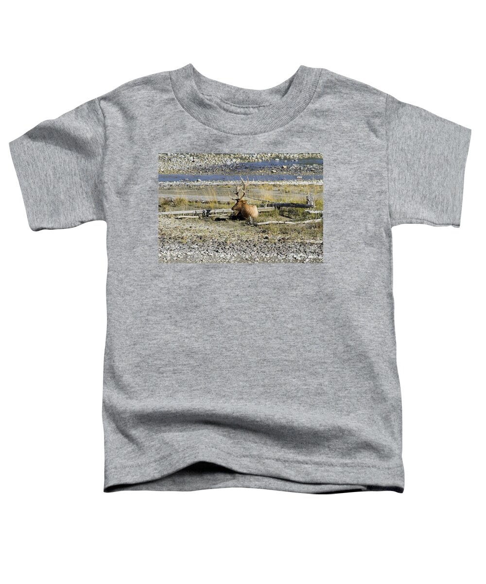Animal Toddler T-Shirt featuring the photograph Rocky Mountains Elk by Teresa Zieba