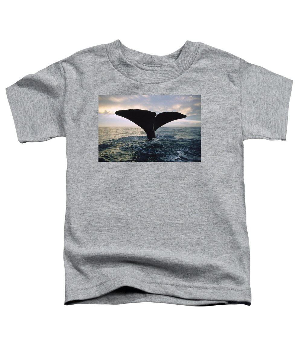 00113843 Toddler T-Shirt featuring the photograph Sperm Whale Tail At Sunset New Zealand by Flip Nicklin