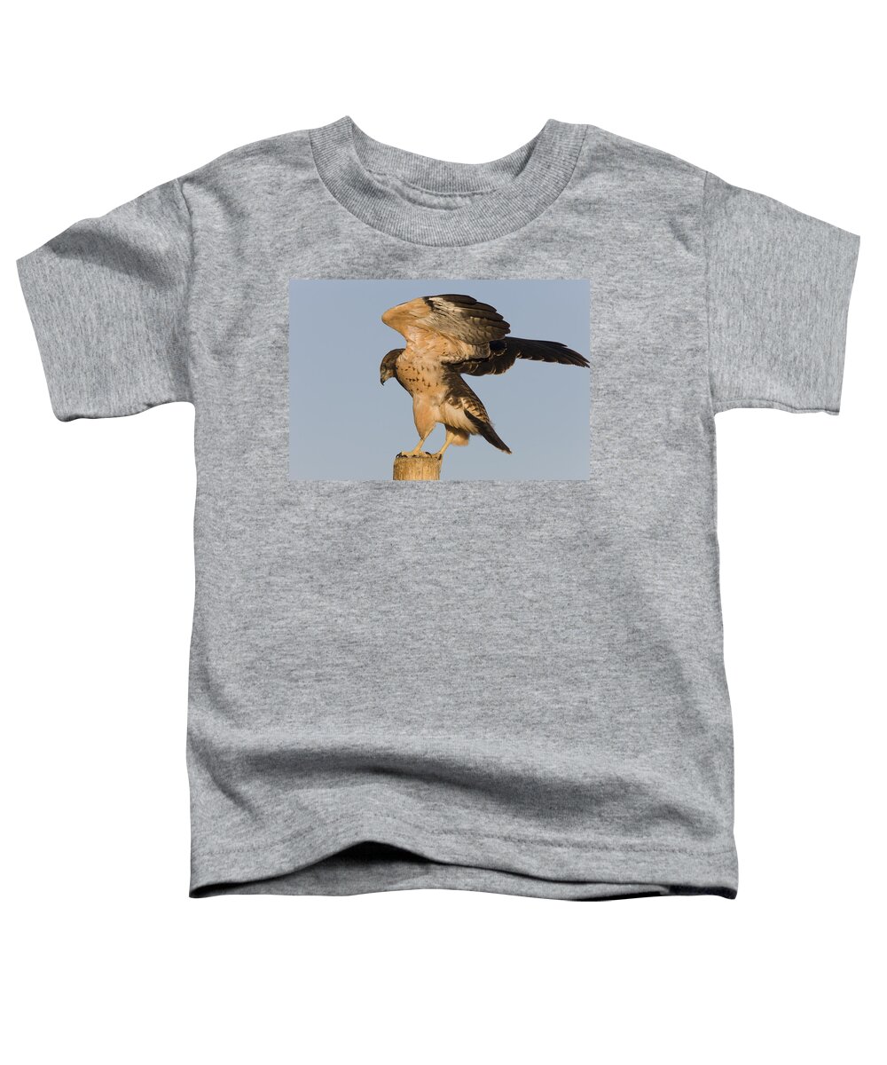Hawk Toddler T-Shirt featuring the photograph Swainson Hawk on Post by Mark Duffy