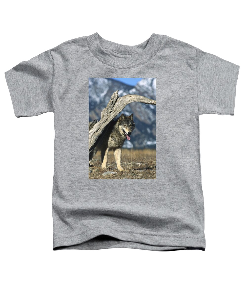 Mp Toddler T-Shirt featuring the photograph Timber Wolf Canis Lupus Portrait by Konrad Wothe