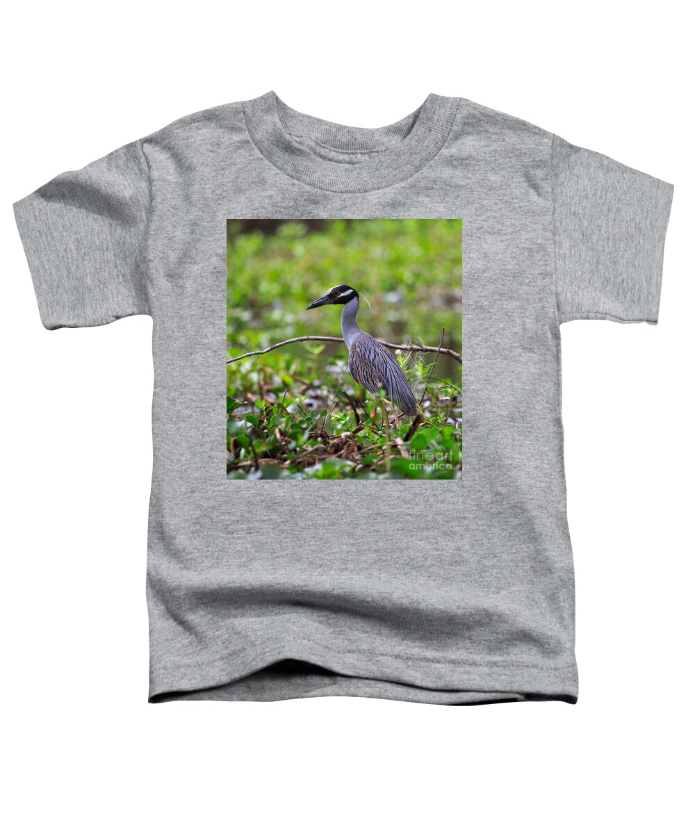 Yellow-crowned Toddler T-Shirt featuring the photograph Yellow-crowned Night Heron by Louise Heusinkveld