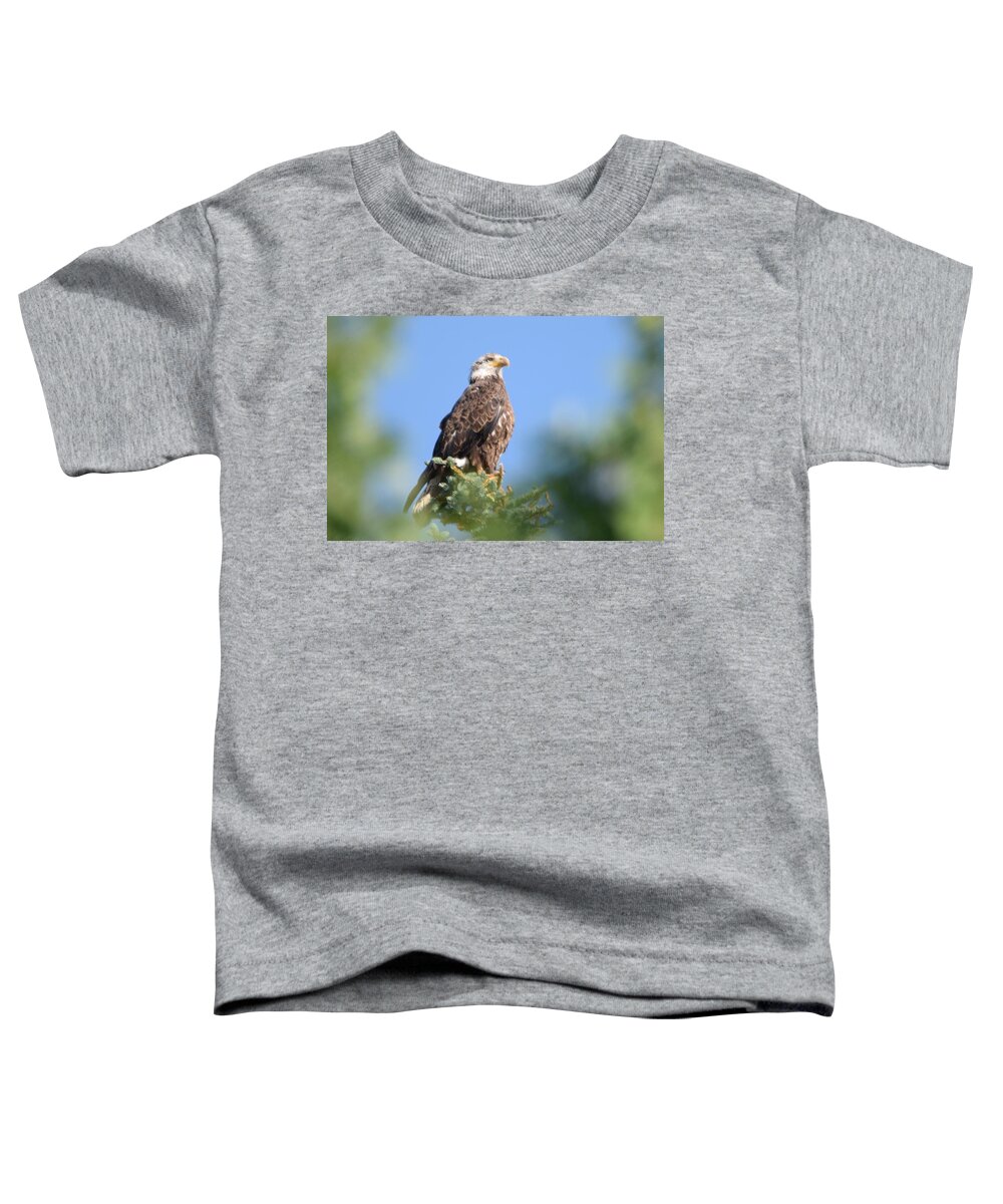 Bald Eagle Toddler T-Shirt featuring the photograph Bald Eagle Juvenile Burgess Res CO by Margarethe Binkley