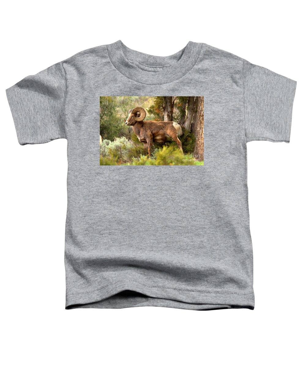 Bighorn Toddler T-Shirt featuring the photograph Bighorn In The Lamar Valley Forest #1 by Adam Jewell