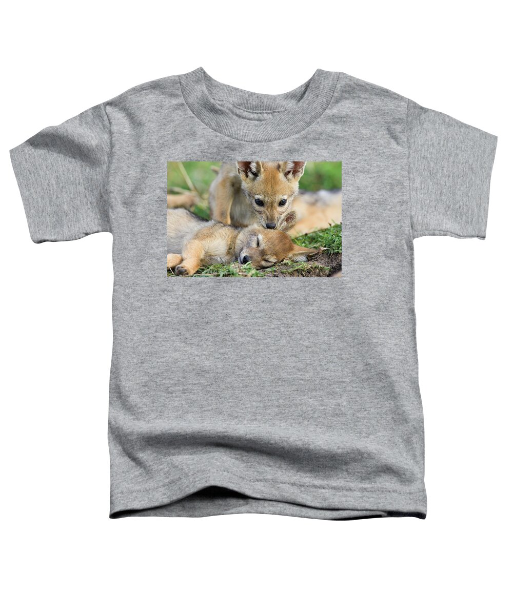 Mp Toddler T-Shirt featuring the photograph Black-backed Jackal Canis Mesomelas #1 by Suzi Eszterhas