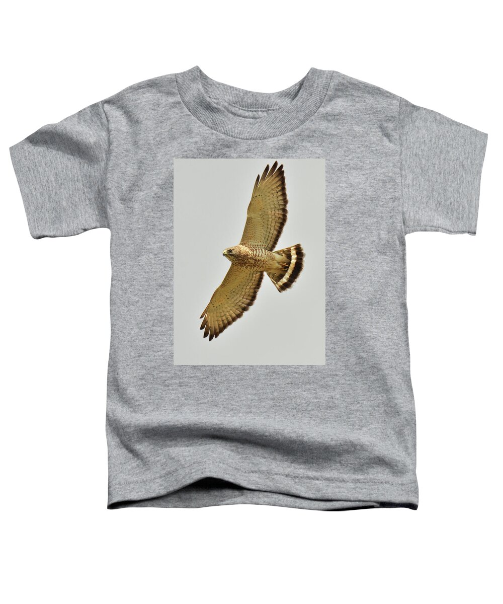 Bird Toddler T-Shirt featuring the photograph Broad-winged Hawk #1 by Alan Lenk