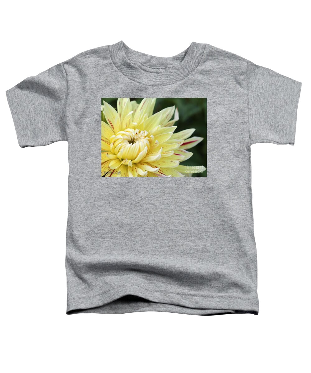Mccombie Toddler T-Shirt featuring the photograph Dahlia named Cambridge #3 by J McCombie